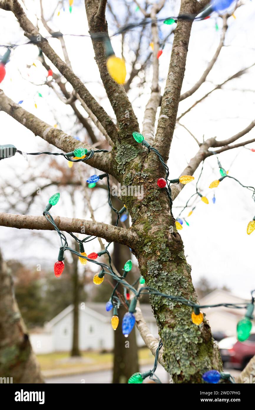 string of christmas lights wrapped around a tree in winter Stock Photo