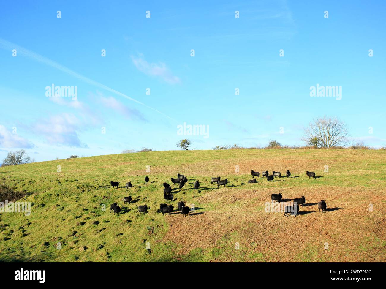 Hebridean sheep grazing at Croft Ambrey iron age hillfort near Leominster, Herefordshire, UK. Stock Photo