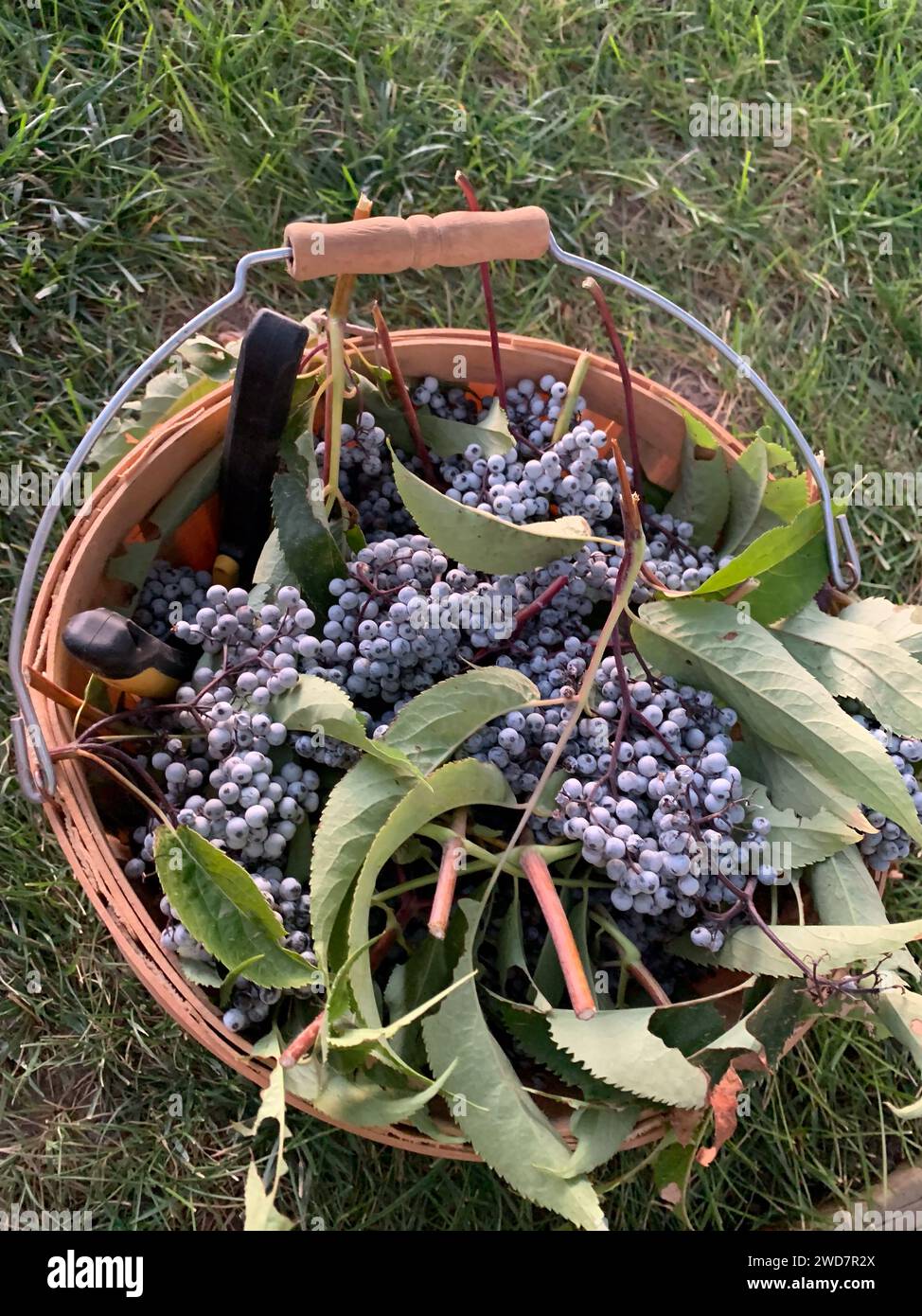 Foraged wild elderberries with garden shears and bucket Stock Photo