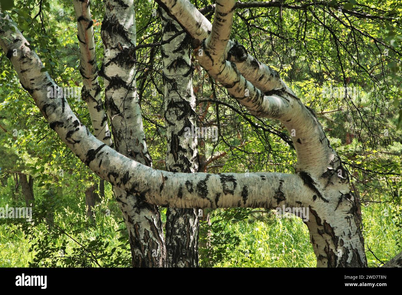 Birch at National Park Karkaraly near Karkaralinsk. Karaganda Oblast. Kazakhstan Stock Photo