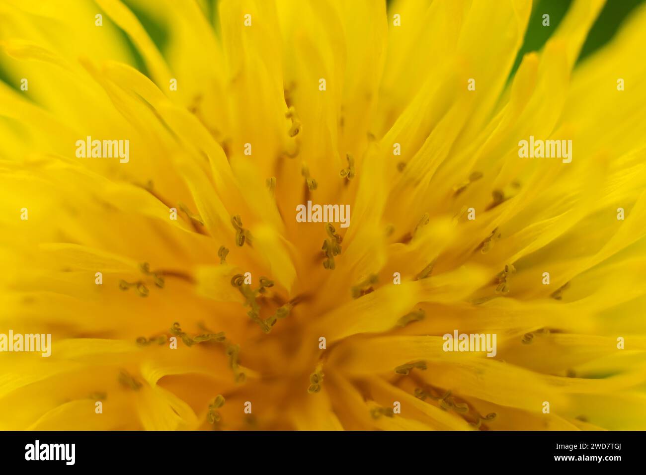 Yellow daisies bloom after the rain and the pollen grains are covered with water droplets. Stock Photo