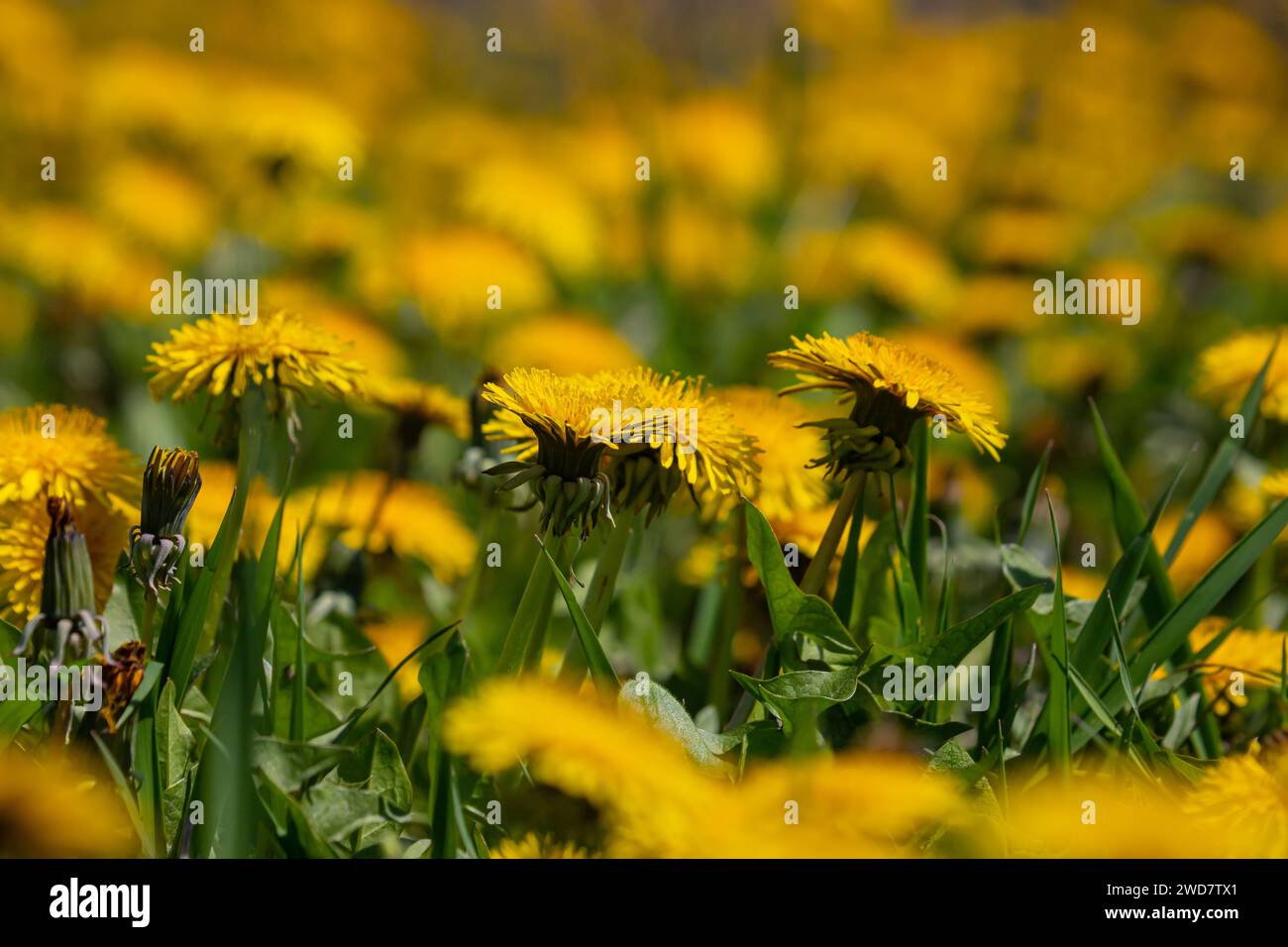 Dandelion Taraxacum officinale as a wall flower, is a pioneer plant and survival artist that can also thrive on gravel roads. Beautiful Taraxacum flow Stock Photo