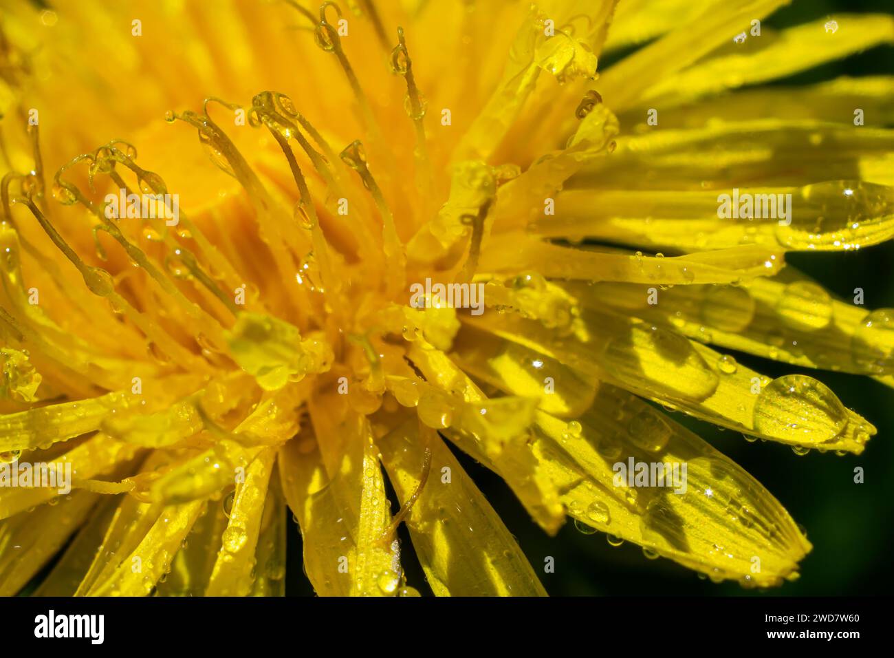 Yellow daisies bloom after the rain and the pollen grains are covered with water droplets. Stock Photo