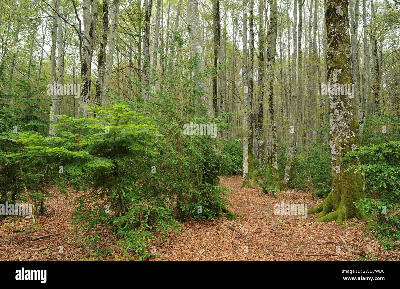 Larra-Belagua Natural Reserve, beech forest. Navarra, Spain. Stock Photo