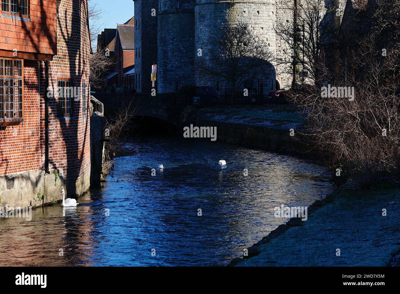 Canterbury, Kent, UK. 19 January, 2024. UK Weather: A swan and signets make there way up the Great Stour river on a bright but chilly morning in Canterbury, Kent. Photo Credit: News PAL /Alamy Live News Stock Photo
