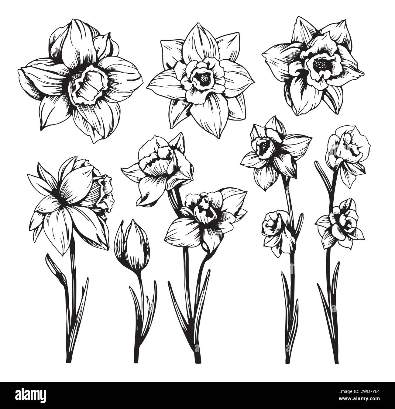 Set of daffodils painted with a line. Flowers for coloring. Design