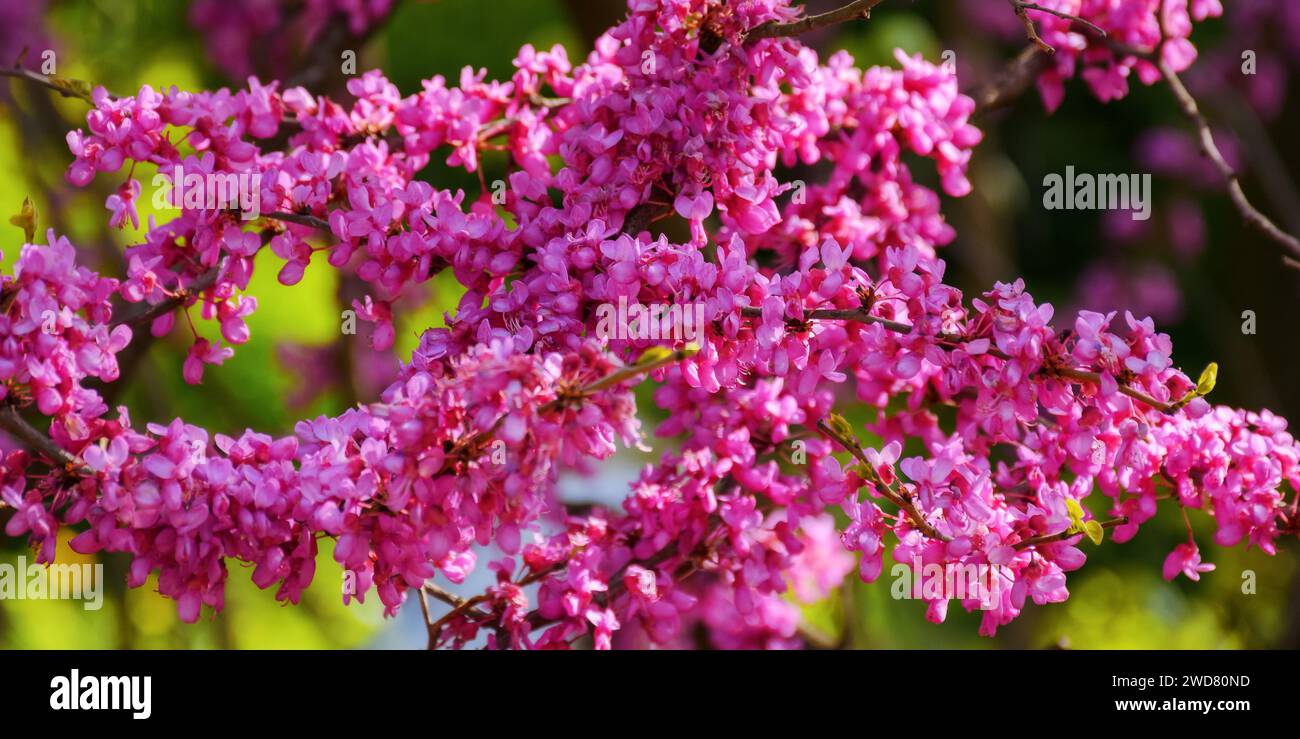purple pink judas tree branch blossoming in public park. floral background in spring on a sunny day Stock Photo