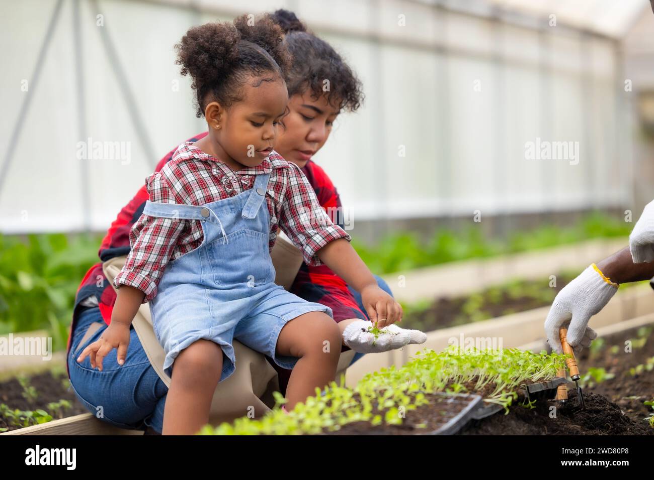 African black child play plant little tree gardening in agriculture farm with family. Children dad mom love nature oganic farming. Stock Photo