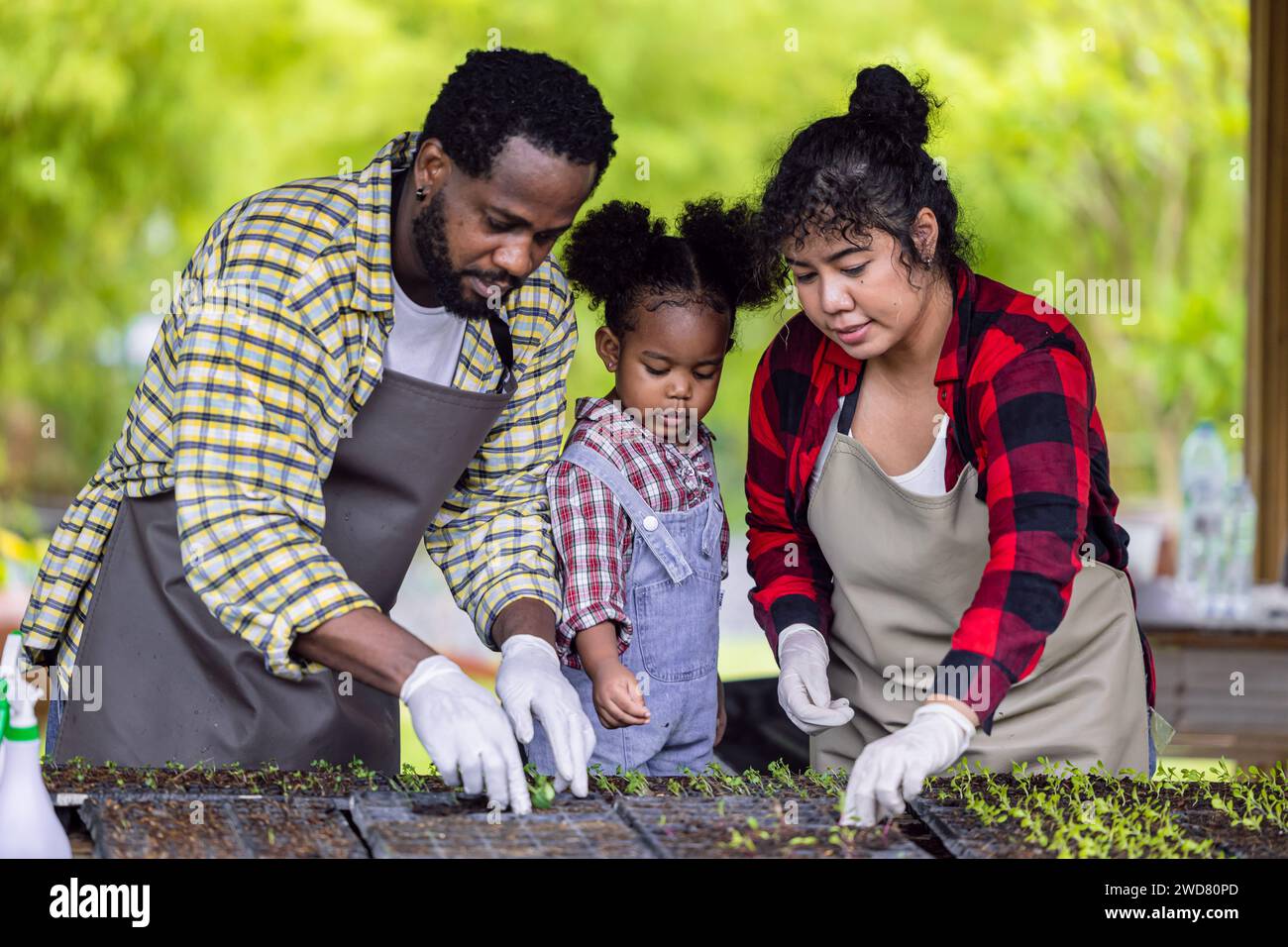 African black child play plant little tree gardening in agriculture farm with family. Children dad mom love nature oganic farming. Stock Photo