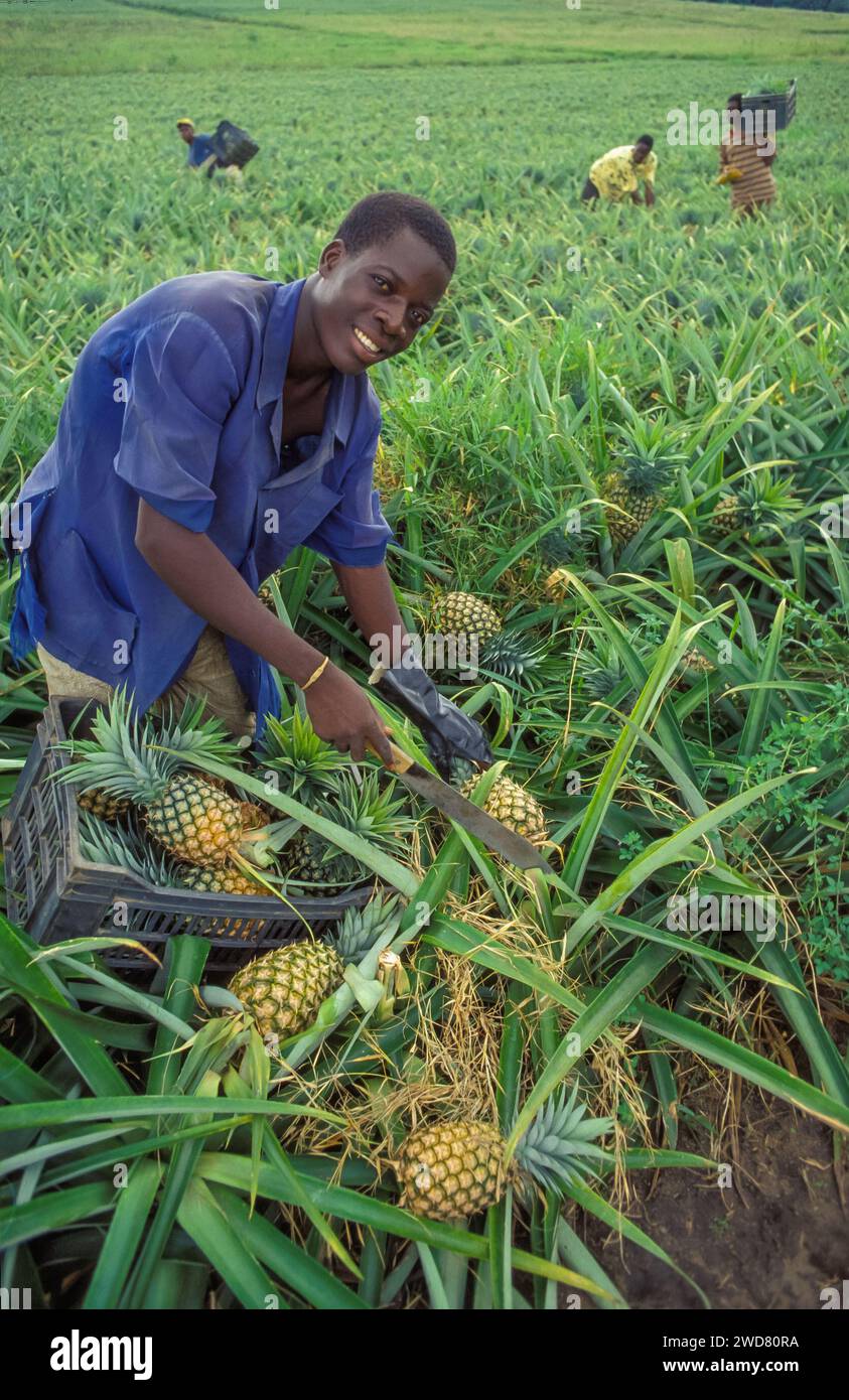 Ivory Coast Divo Harvesting Pineapples Stock Photo Alamy