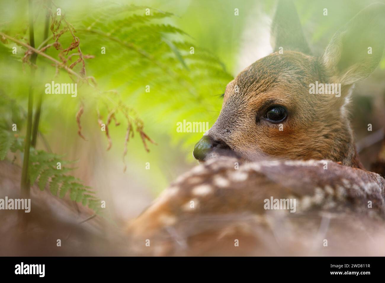 A young roe deer fawn tucked up in the bracken Stock Photo