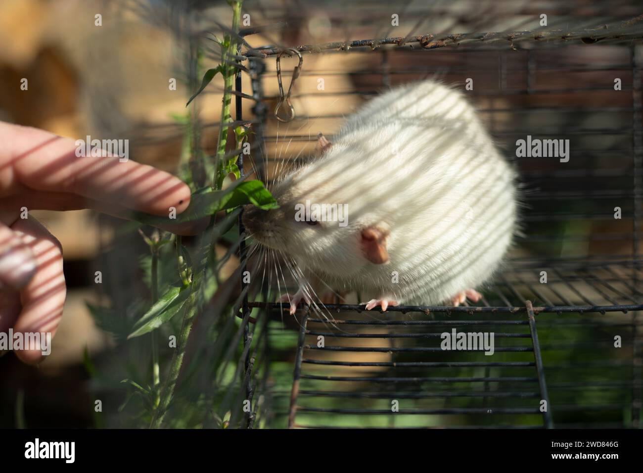 Rat in a cage. Rodent behind bars. White rat. Small size pet Stock ...
