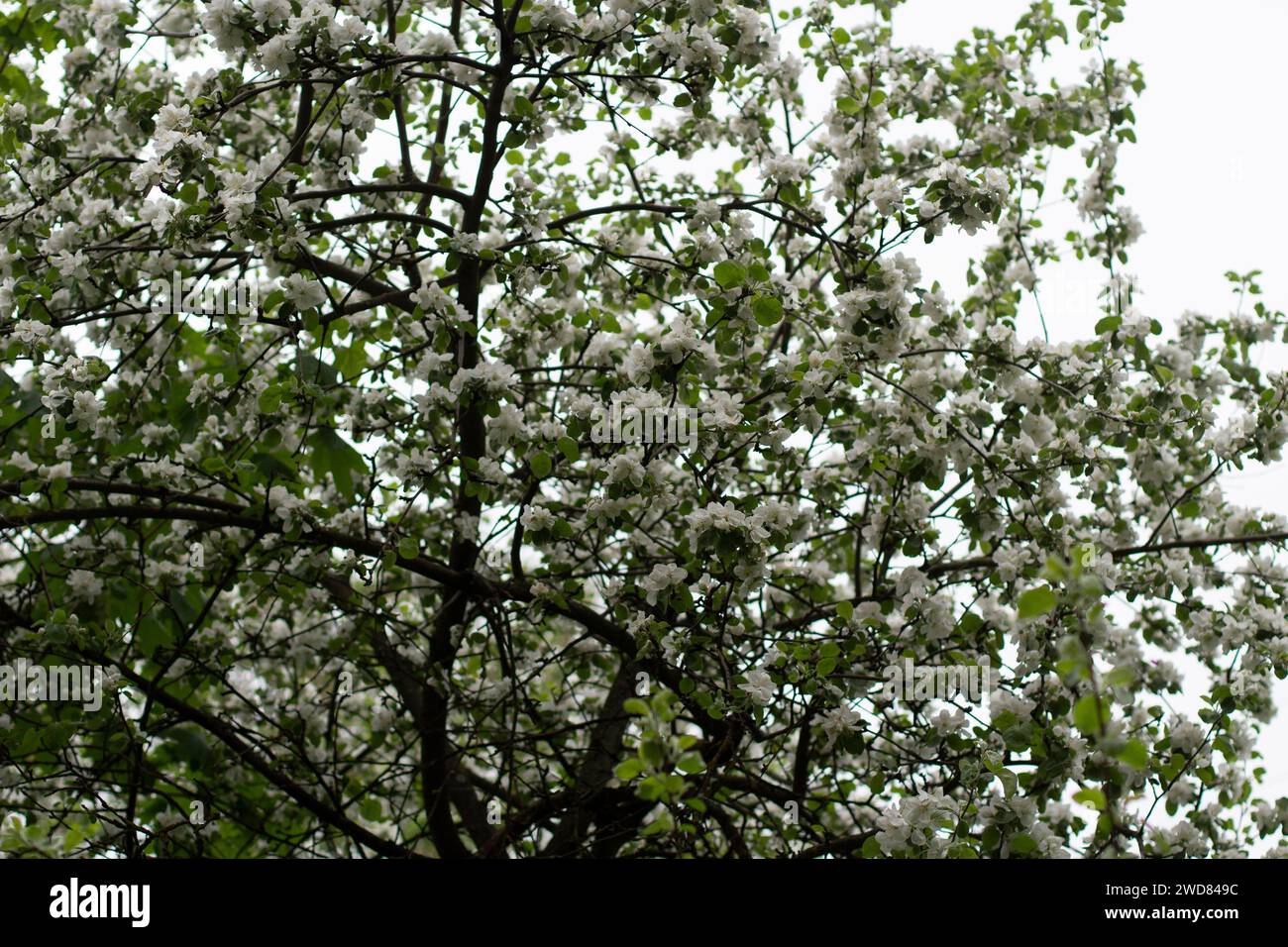Apple tree in spring. Apple blossoms in garden. Branches with leaves ...
