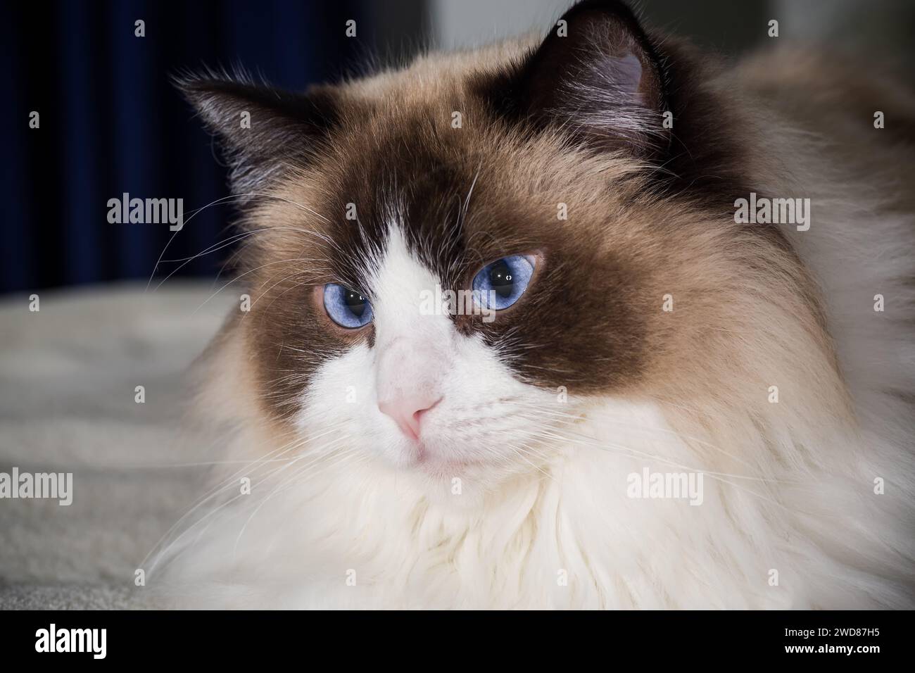 Beautiful young white purebred Ragdoll cat with blue eyes, on the bed at home. Stock Photo