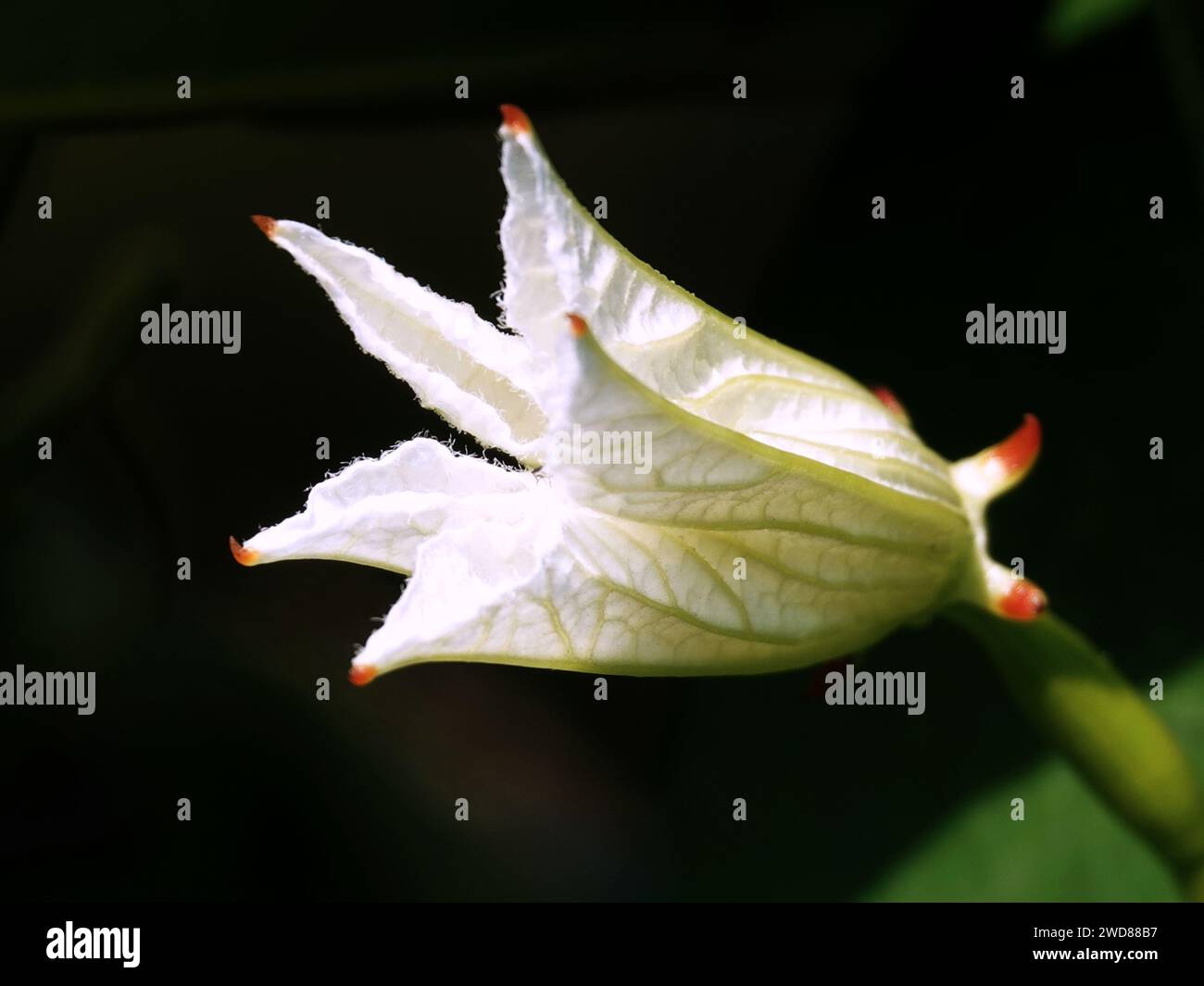A close-up shot of an ivy gourd flower on a dark background Stock Photo