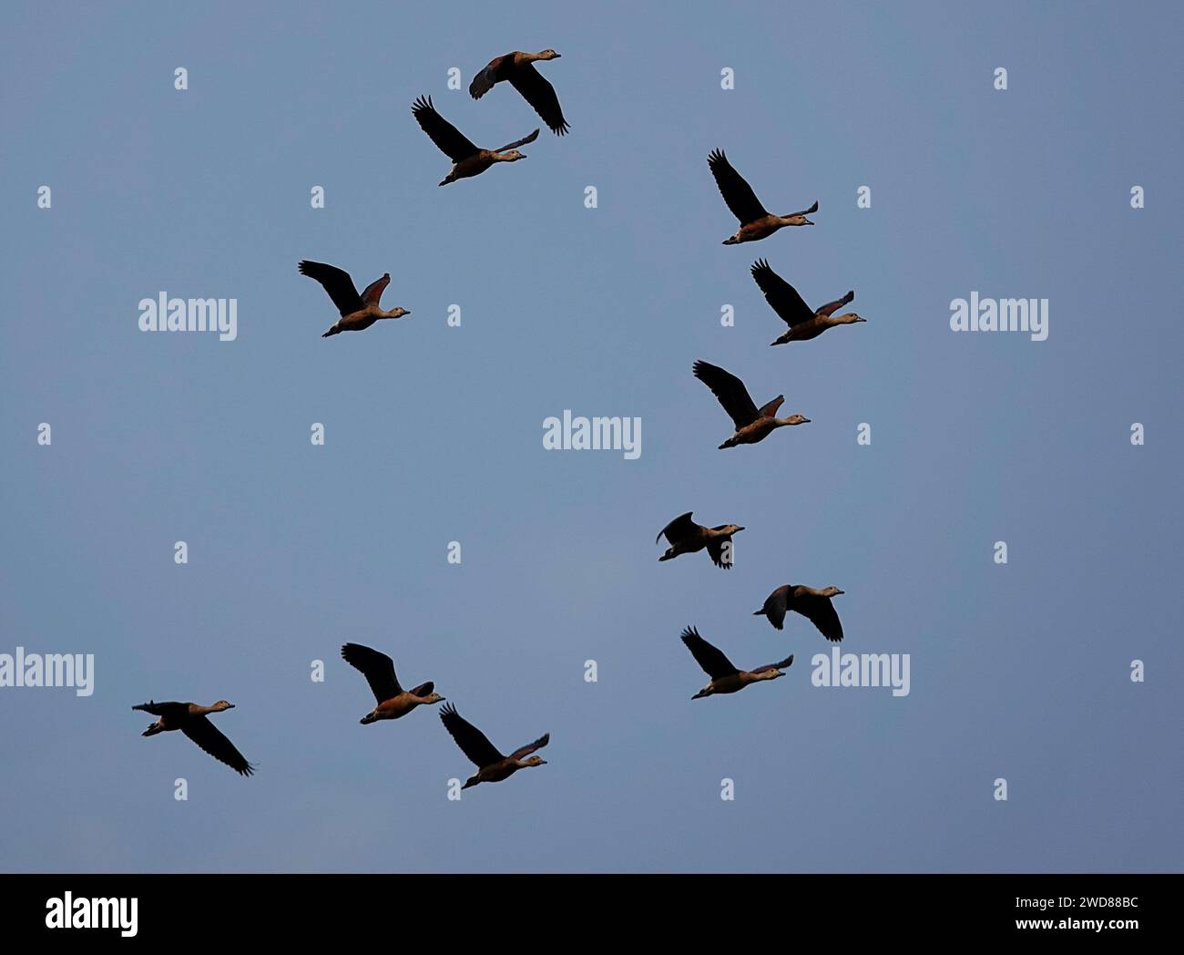 A flock of wild geese flying in the clear blue sky Stock Photo - Alamy