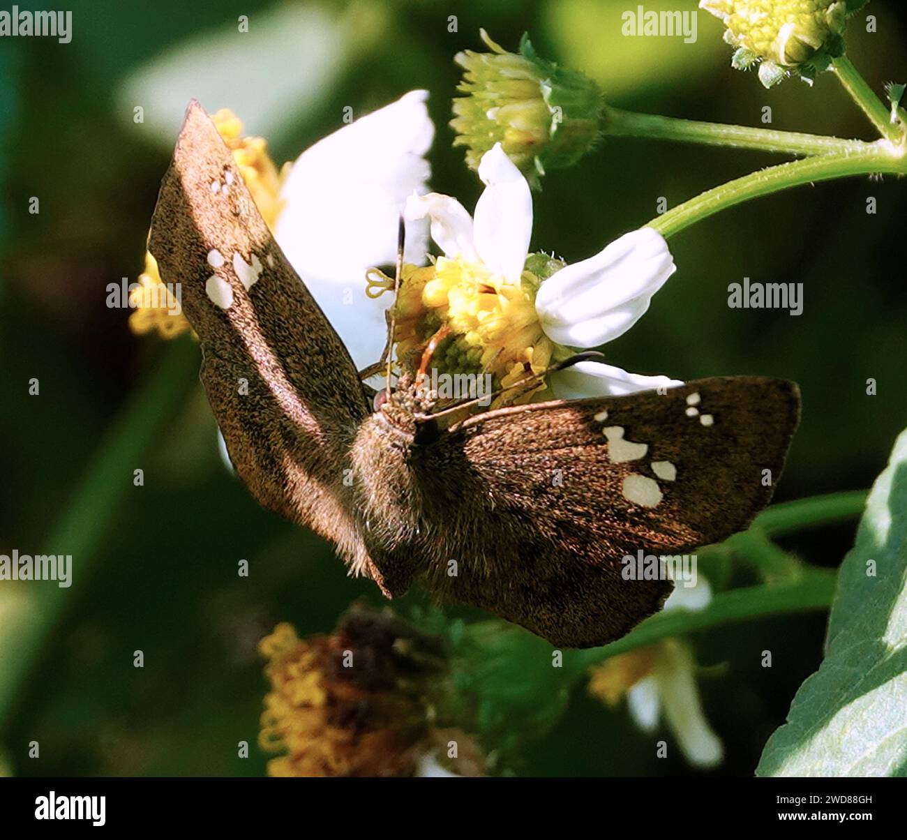 A common small flat butterfly on a white flower Stock Photo