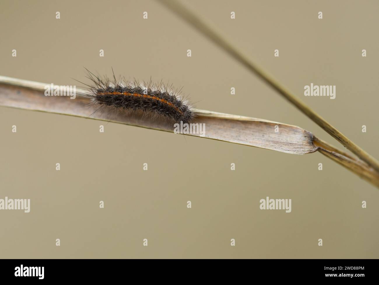 Clouded buff moth larva (Diacrisia sannio) Stock Photo