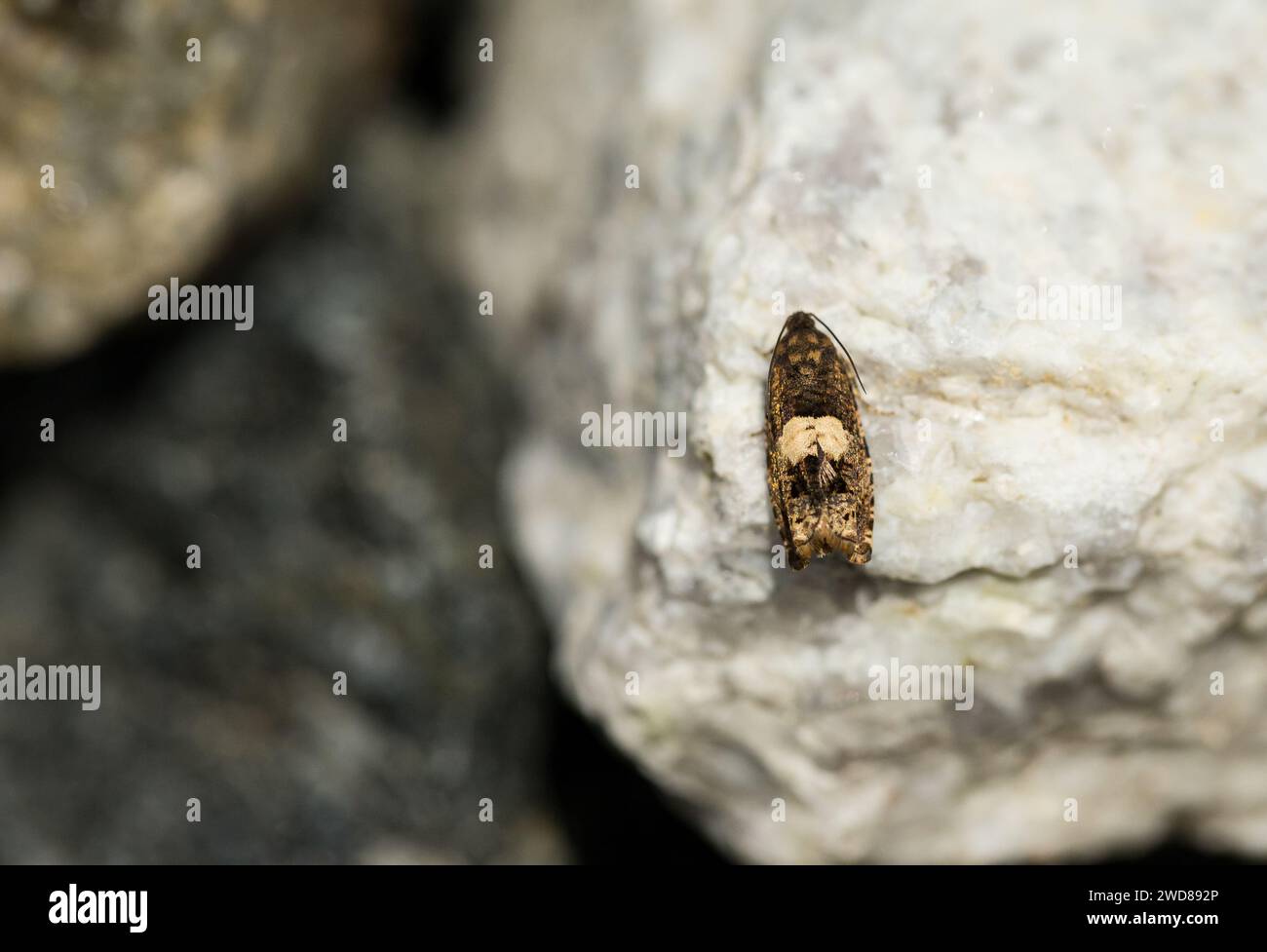 Leafroller moth (Epiblema sticticana) Stock Photo