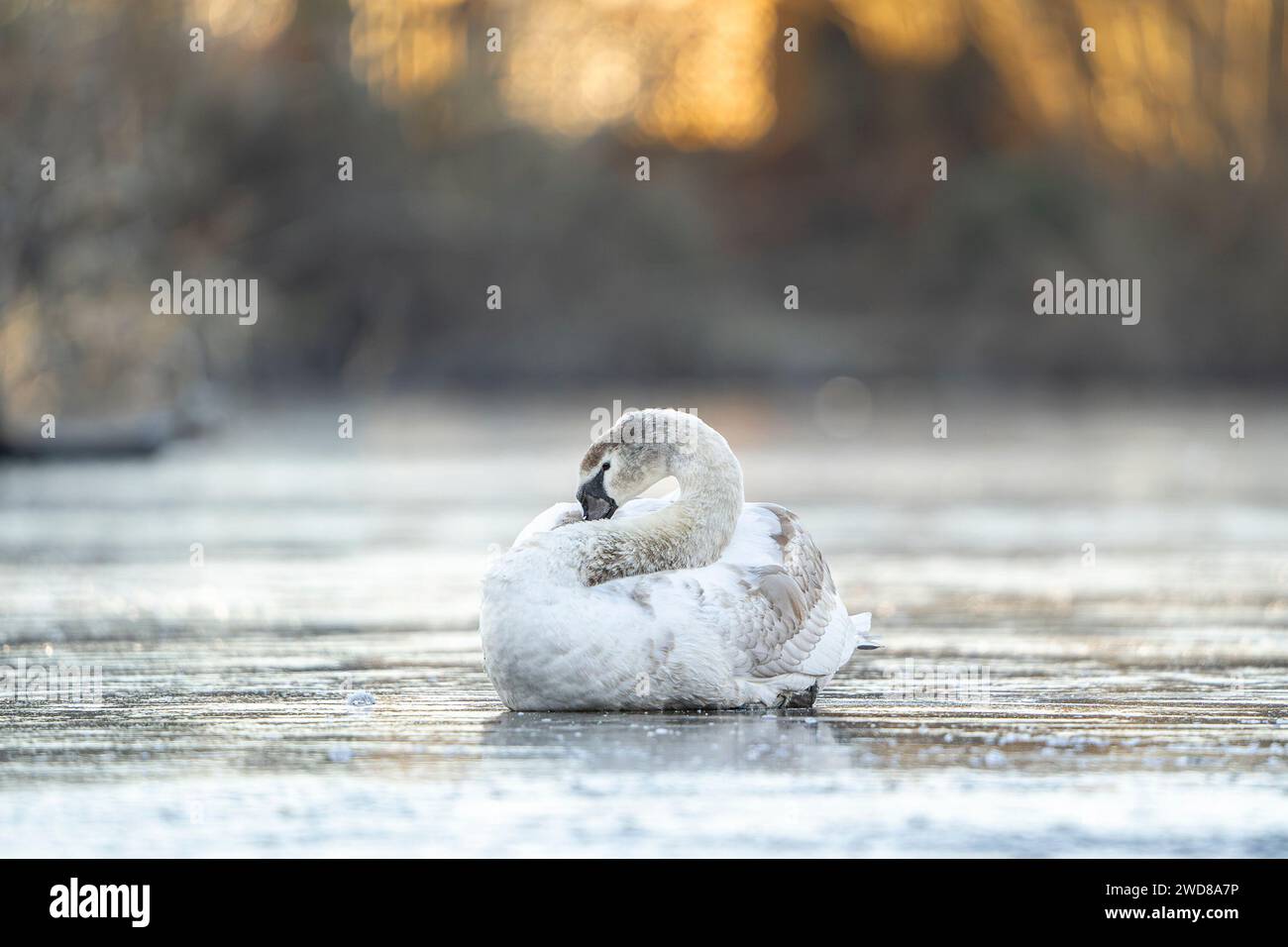 Kidderminster, UK. 19th January, 2024. UK weather: with warmer weather on its way, a mute swan sits patiently on a pool of ice waiting for it to melt as temperatures still remain close to freezing. Credit: Lee Hudson/Alamy Live News Stock Photo