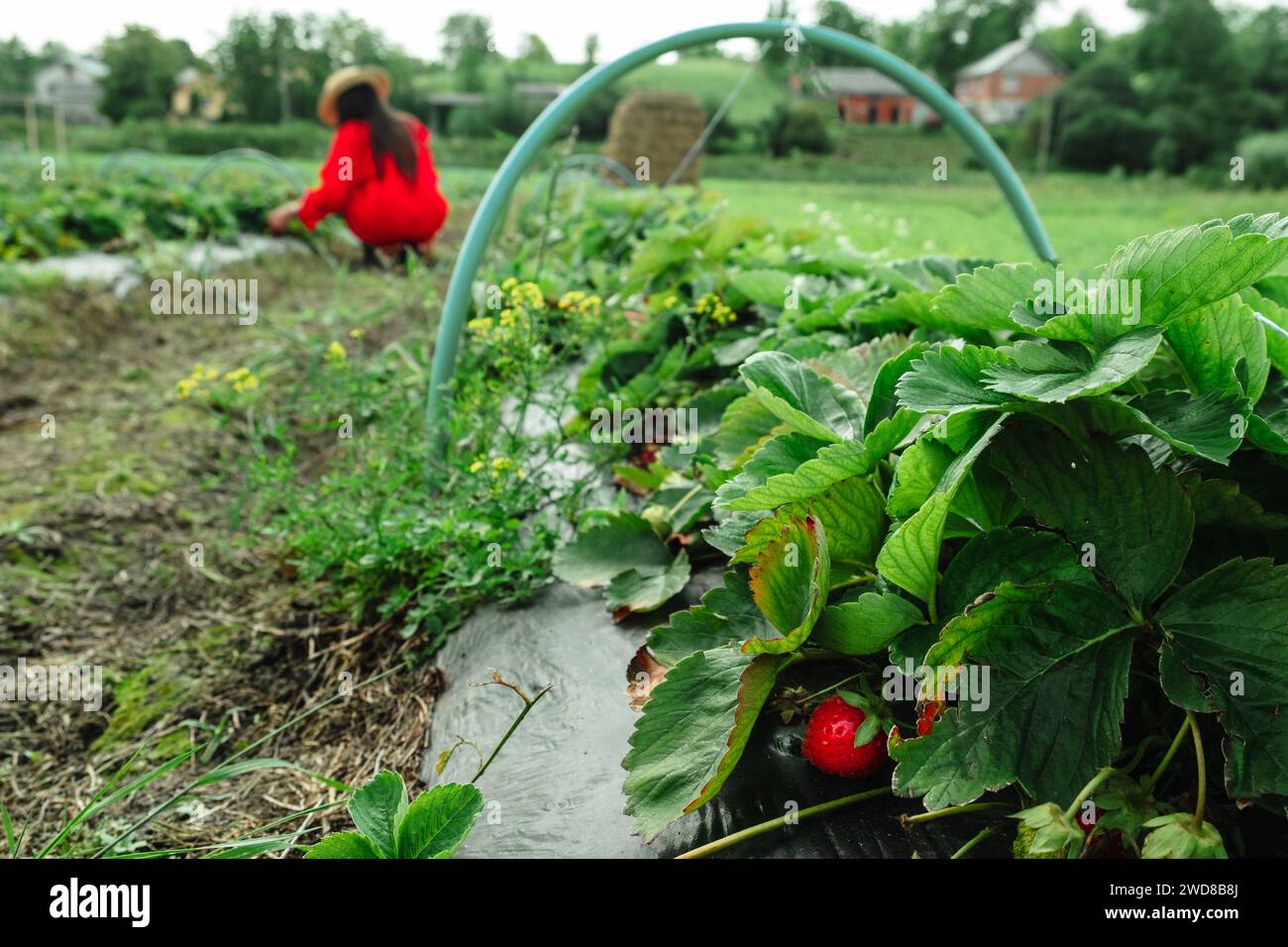 Strawberry farm harvest season Stock Photo - Alamy