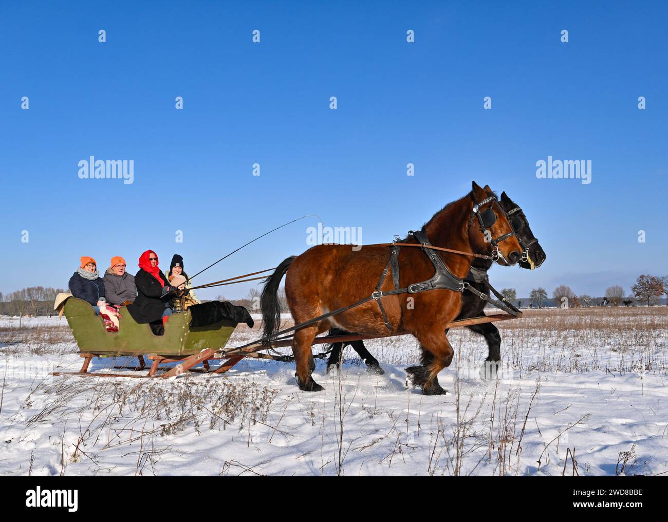 Stable Germany Schneeberg, Germany. 19th Jan, 2024. Guests at Richter Riding Stables ...