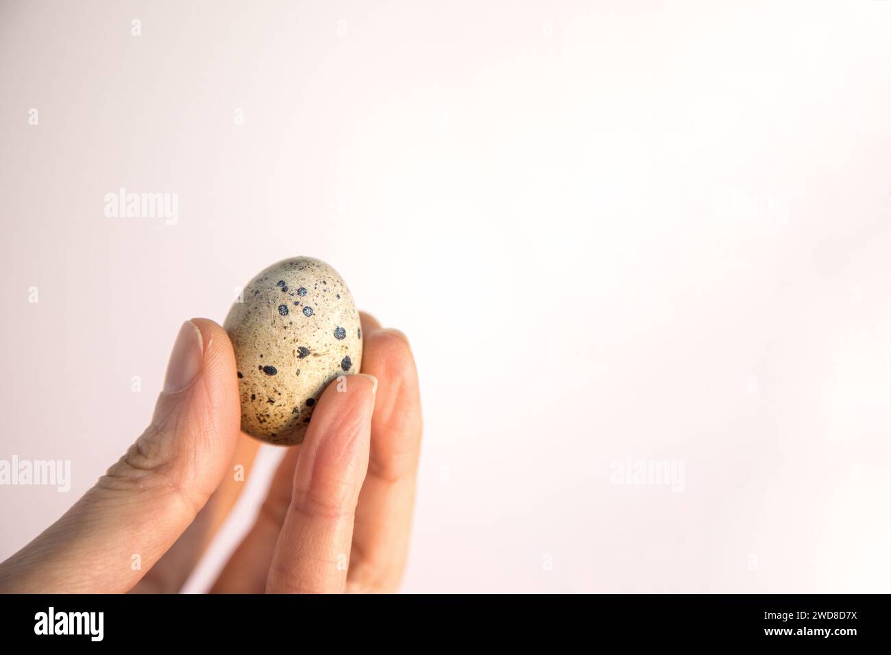 Closeup of person's hand holding a small quail egg isolated on white background. Fragility and protection concept. Copy space. Stock Photo