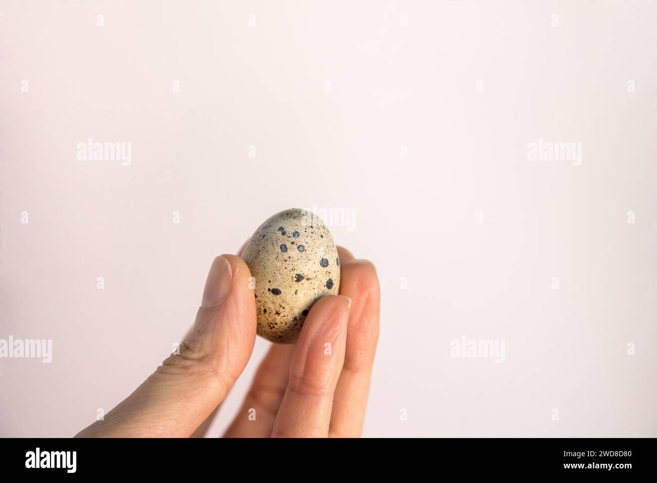 Closeup of person's hand holding a small quail egg isolated on white background. Fragility and protection concept. Copy space. Stock Photo