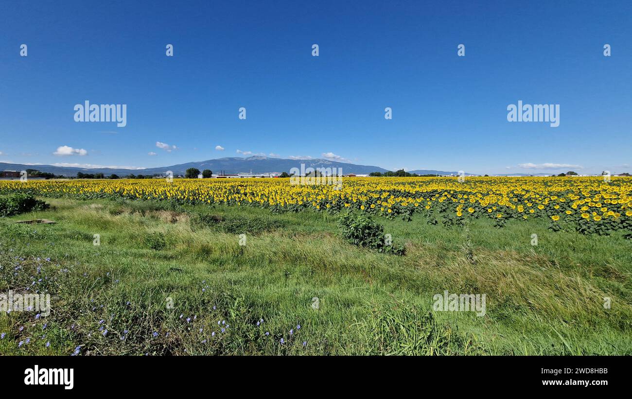 Yellow flowers blooming in a scenic field with majestic mountains as a picturesque backdrop Stock Photo