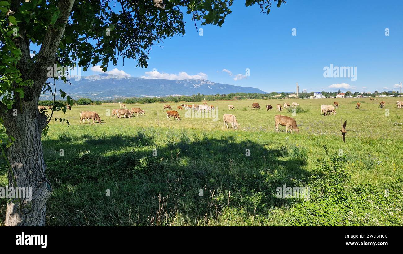 Cows grazing in a green field below a tree Stock Photo - Alamy