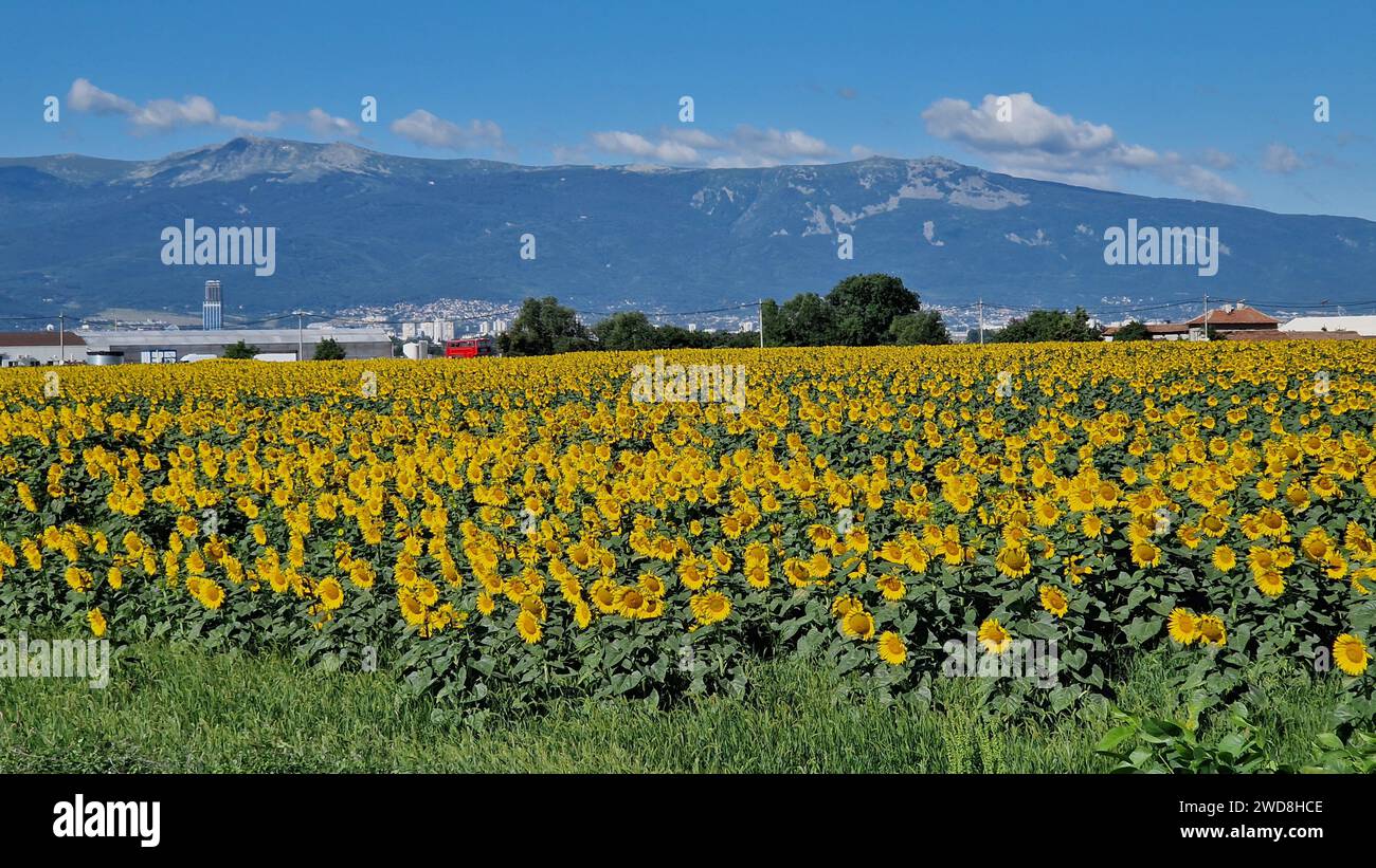 A vast field of vibrant yellow sunflowers stretching towards majestic mountains in the distance Stock Photo