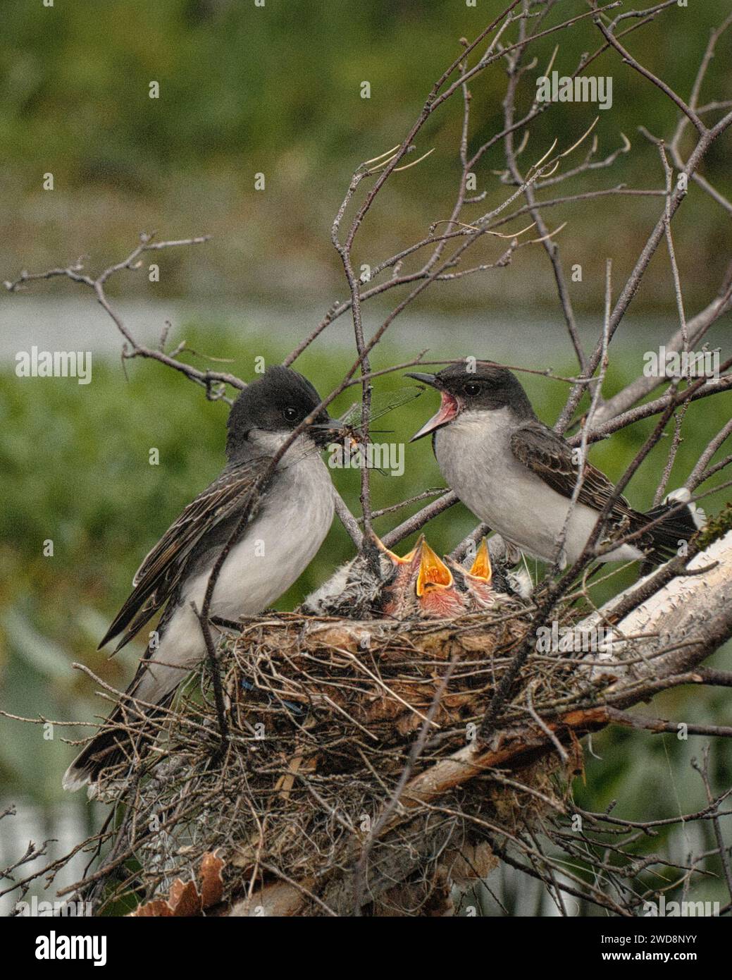 Eastern Kingbird an insert in ils beak on ils nest Stock Photo