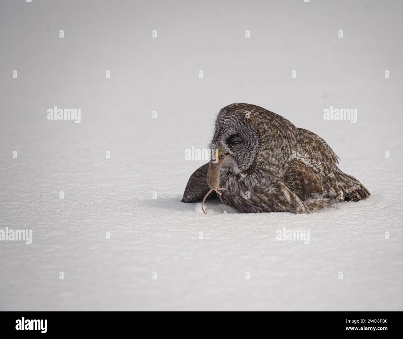 Great grey owl on the ground with a lemming in the beak Stock Photo