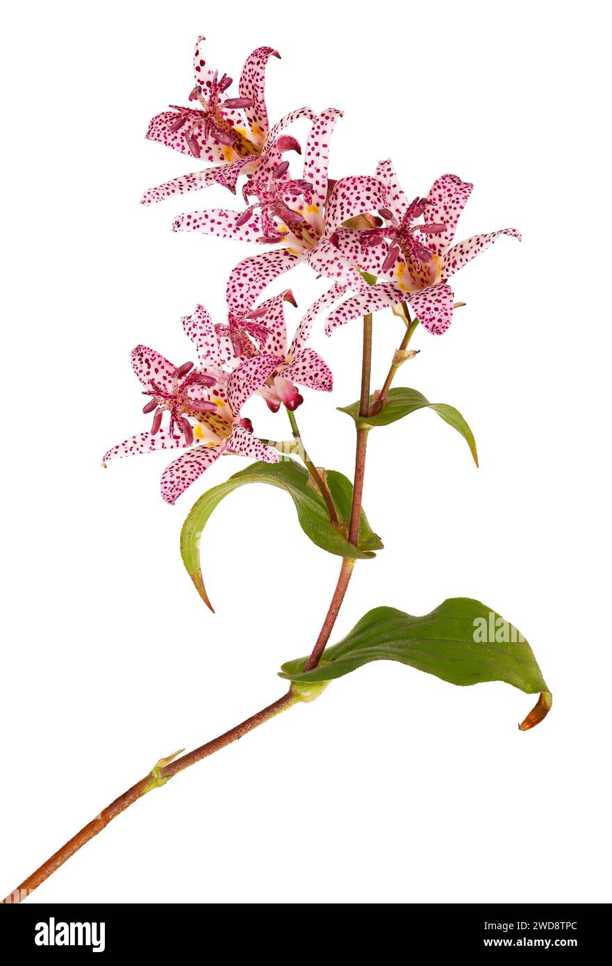 Elegant flower of the toad lily, isolated Stock Photo