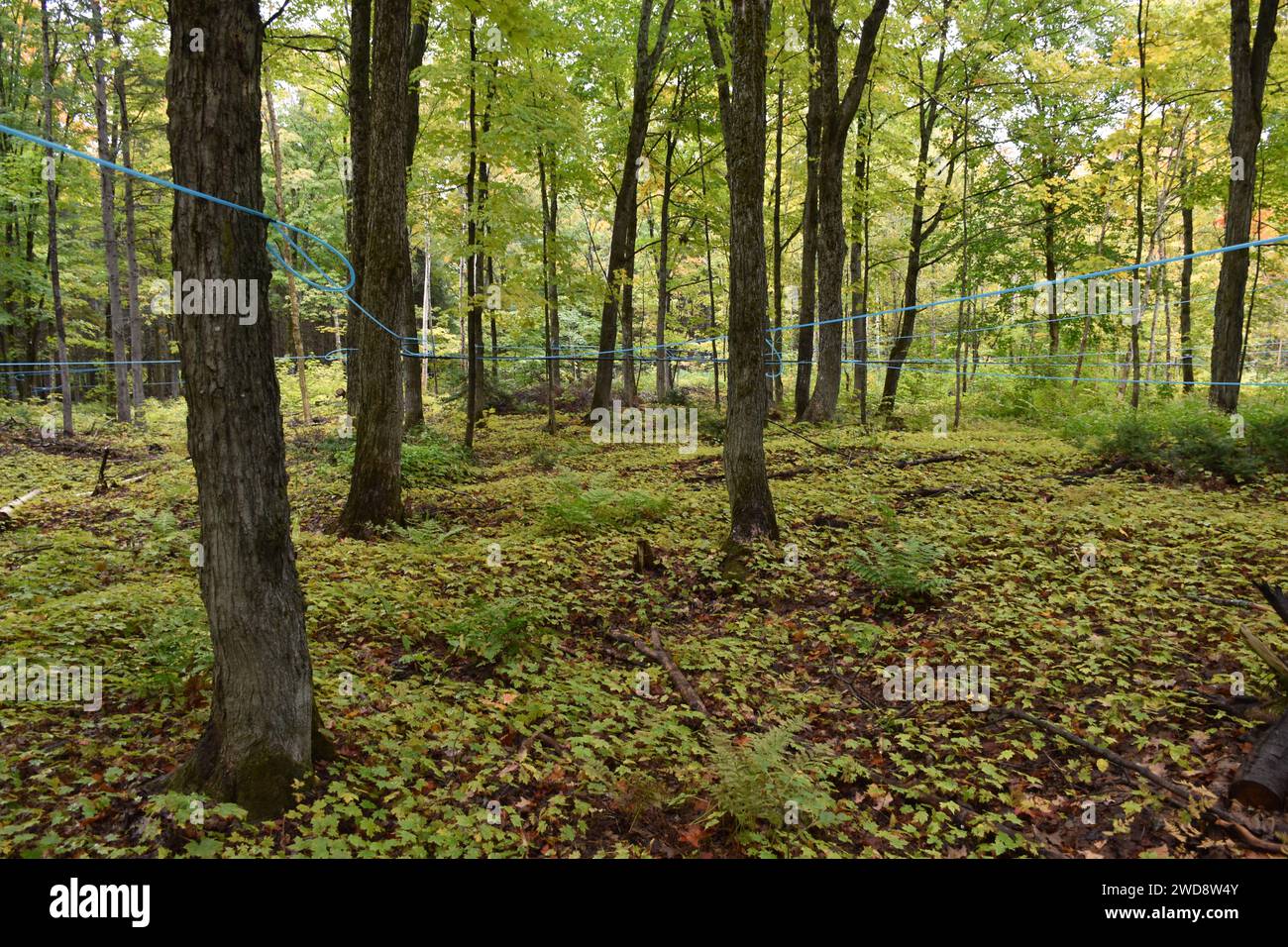 Sugar maple forest summer hi-res stock photography and images - Alamy