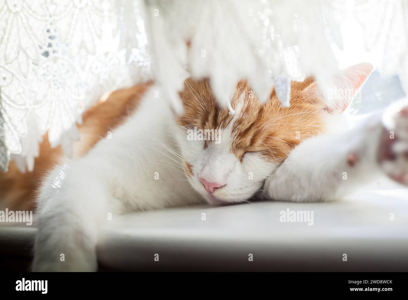 cute ginger tabby cat sleeping on the windowsill on a sunny day Stock ...