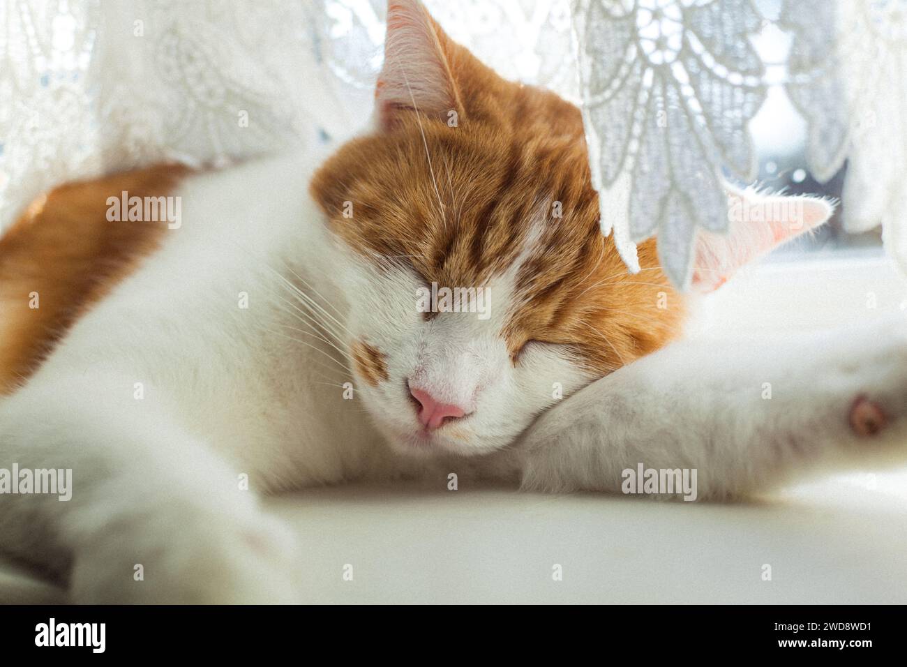 cute ginger tabby cat sleeping on the windowsill on a sunny day Stock ...