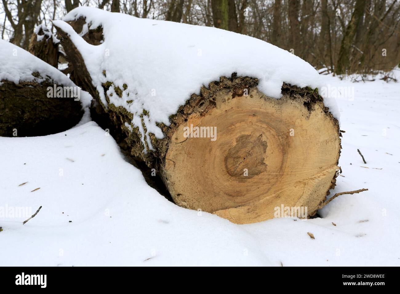 Timber log store under hi-res stock photography and images - Alamy