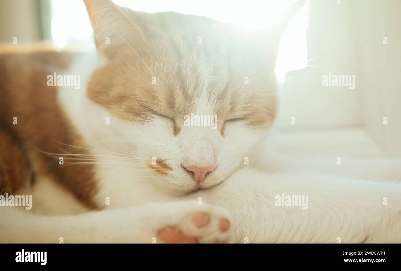 closeup photo of a cute ginger tabby cat sleeping on the windowsill ...