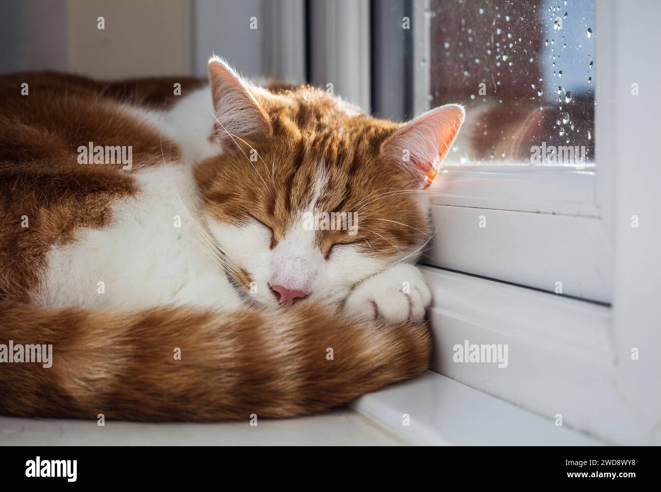 cute ginger tabby cat sleeping on the windowsill on a rainy day Stock ...