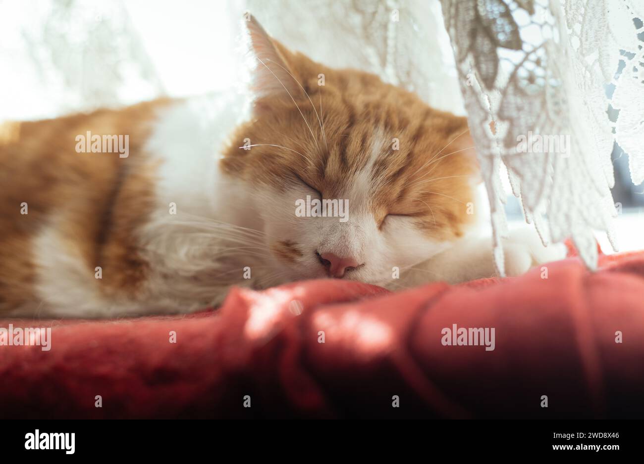 closeup photo of a beautiful white and ginger tabby sleeping on a red blanket Stock Photo
