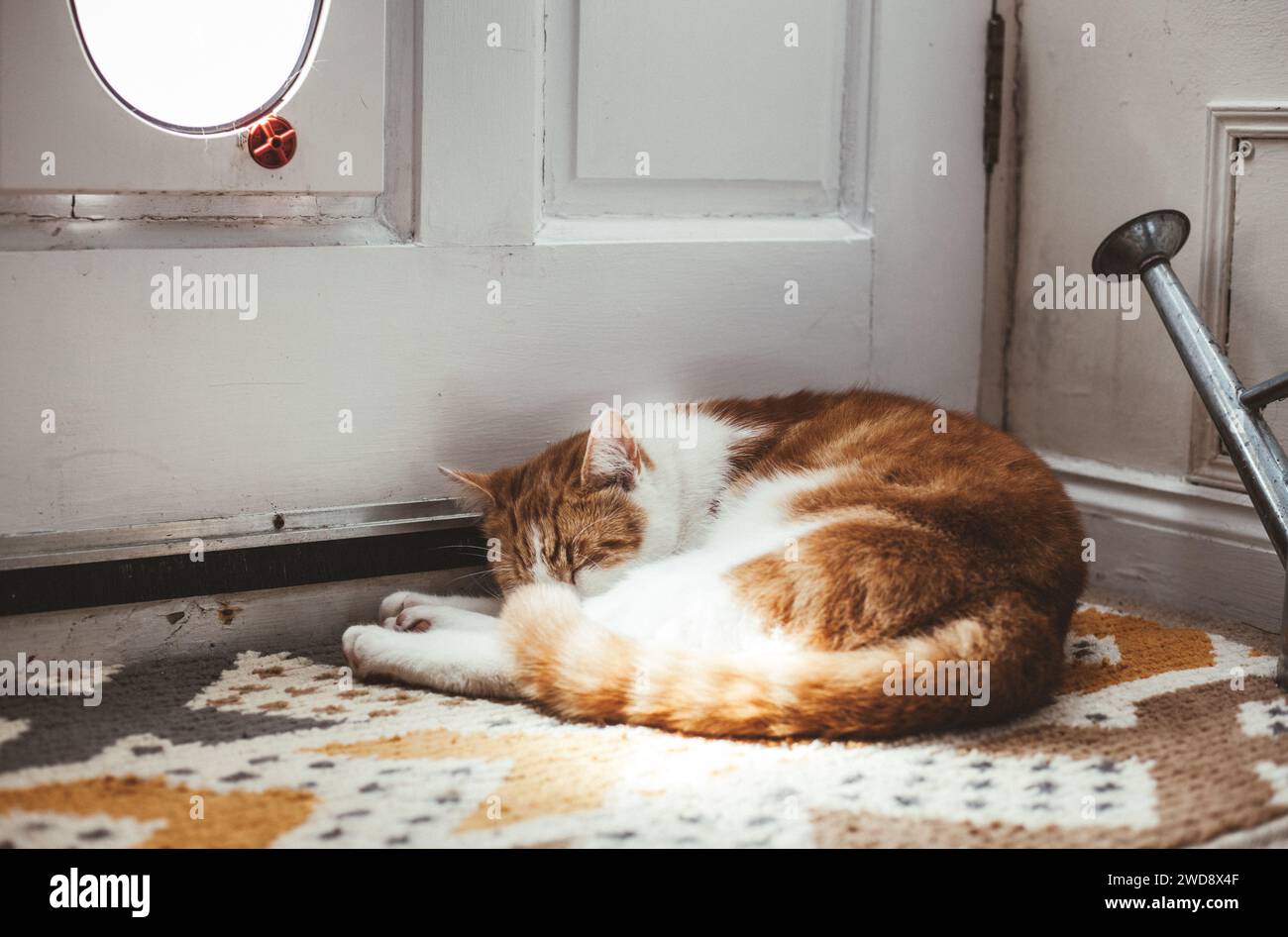 cute ginger cat guarding his cat flap by rustic garden door Stock Photo