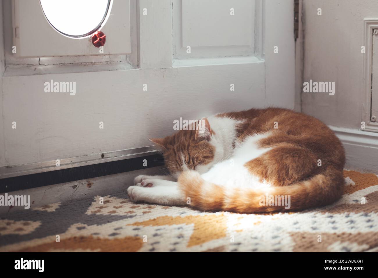 cute ginger cat guarding his cat flap by rustic garden door Stock Photo