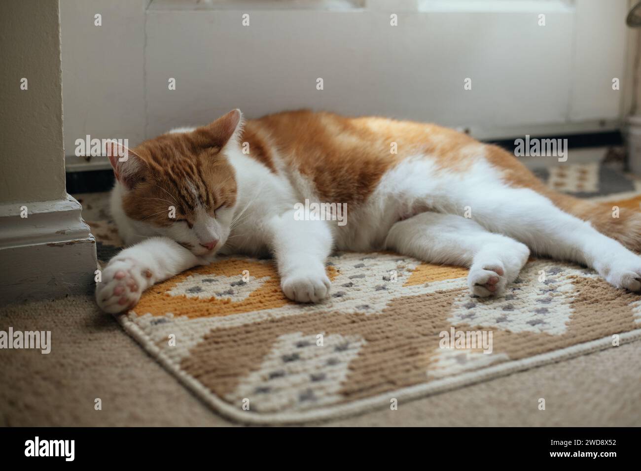 cute ginger cat guarding his cat flap by rustic garden door Stock Photo