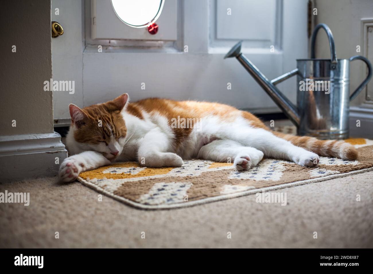 cute ginger cat guarding his cat flap by rustic garden door Stock Photo