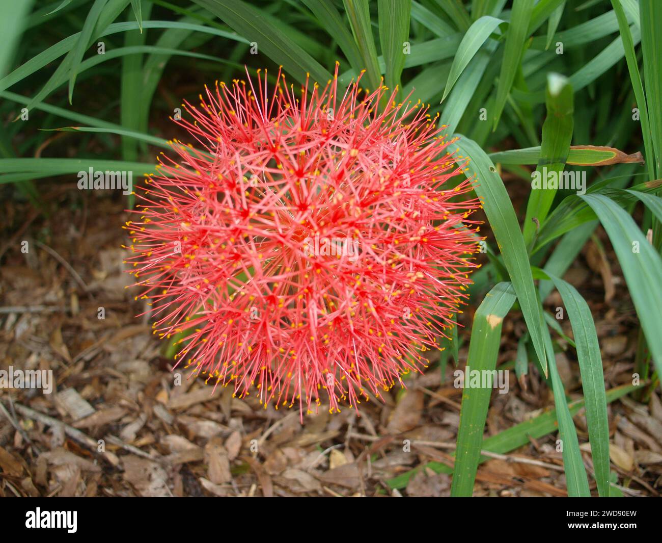 Blood lily or fireball lily flower (Scadoxus multiflorus). Native to Africa and the Arabian Peninsula. Stock Photo