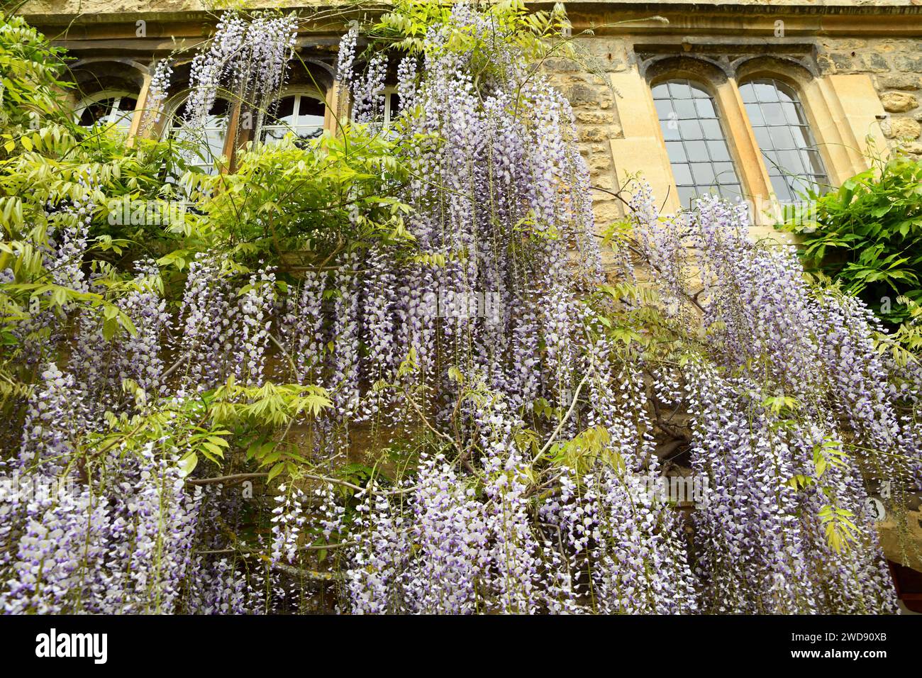 Flowering Wisteria sinensis, commonly known as the Chinese wisteria Stock Photo