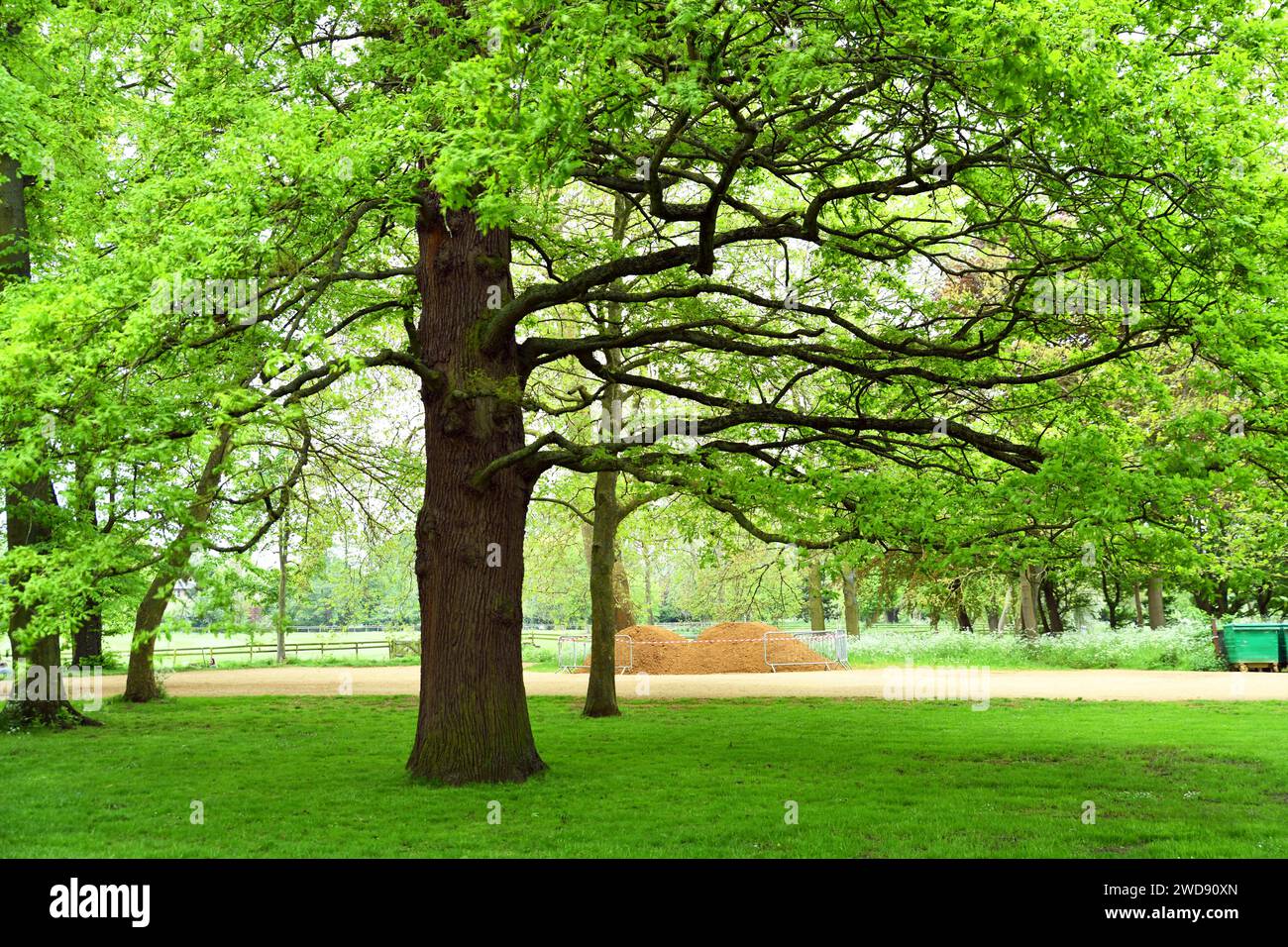 Quercus robur, the pedunculate oak, is a large tree, native to most of Europe and western Asia Stock Photo