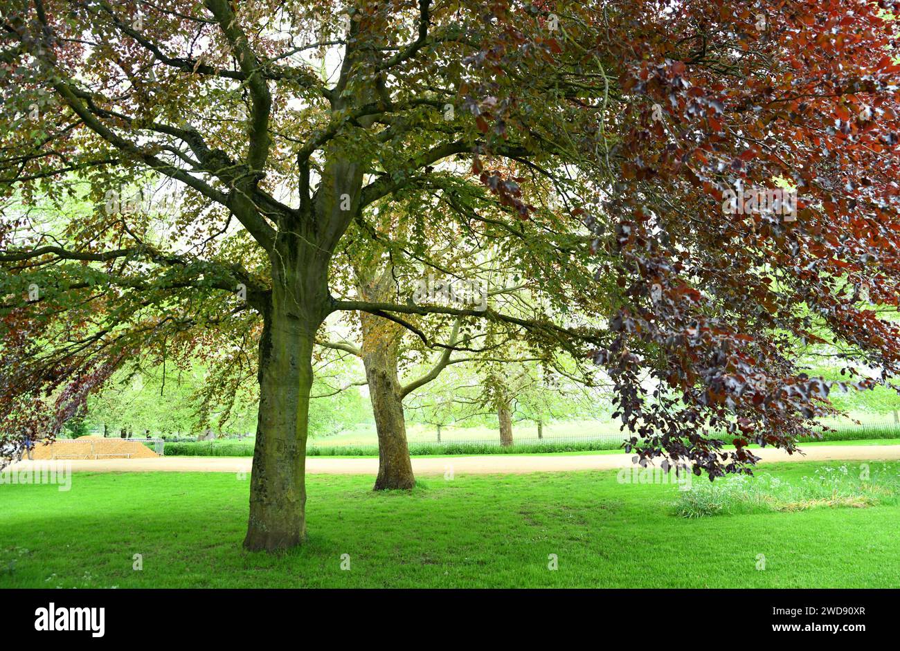 Fagus sylvatica, the European beech or common beech Stock Photo