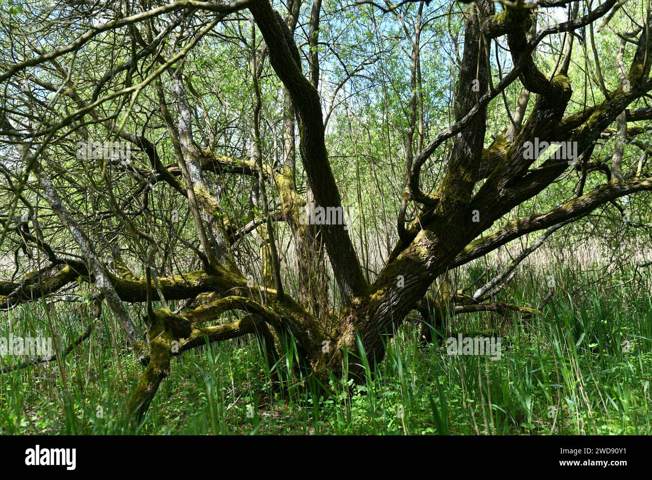 Salix alba or white willow in Leighton Moss Nature Reserve, England Stock Photo